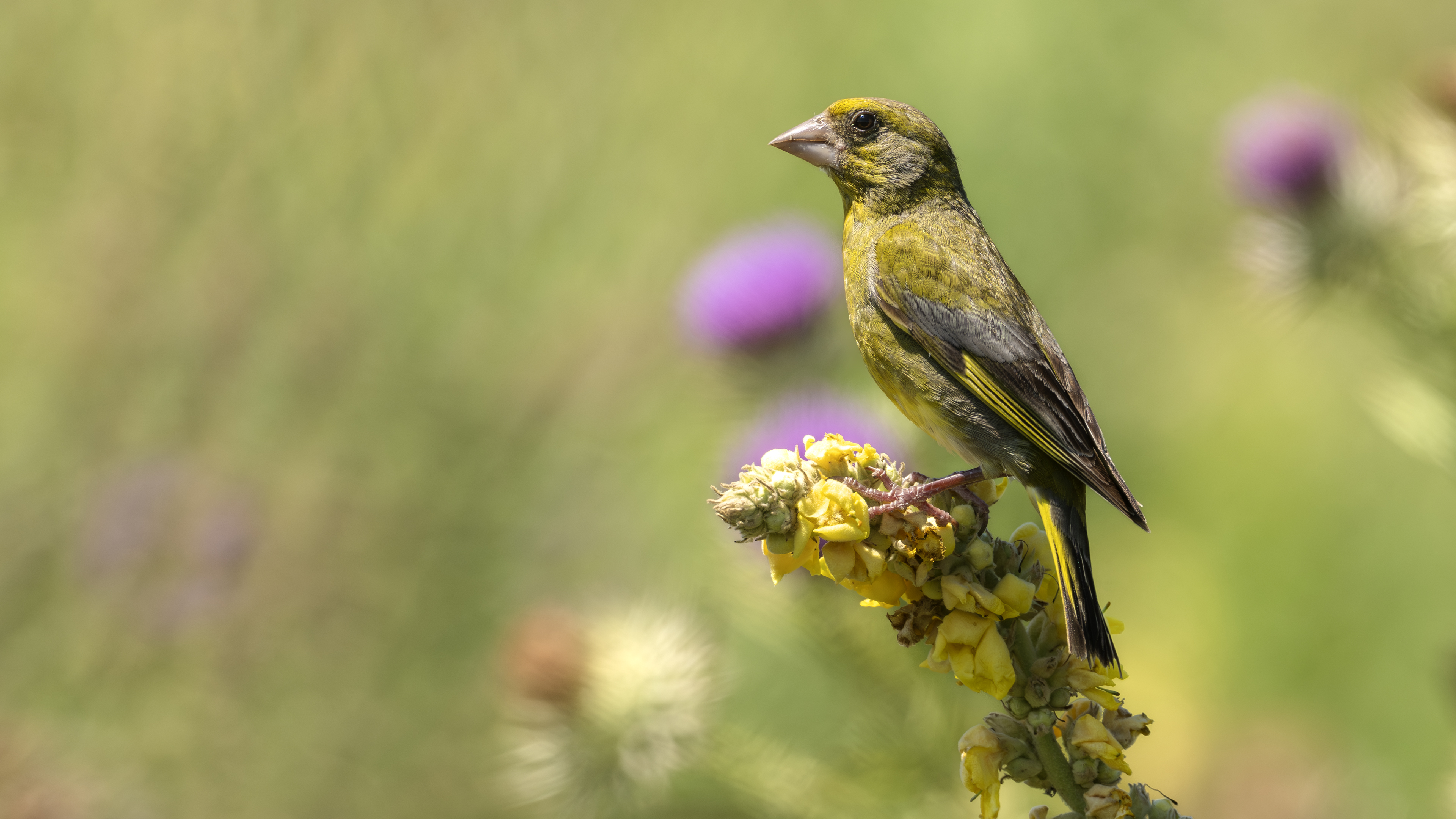 European Greenfinch